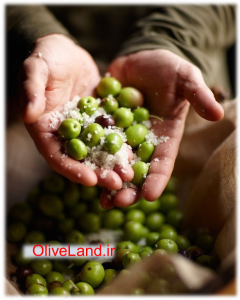 salted olive