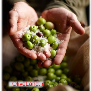 salted olive
