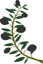شاخه و برگ زیتون سیاه