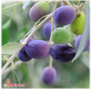 leccino olives