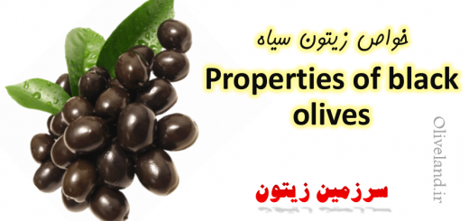 Properties of black olives
